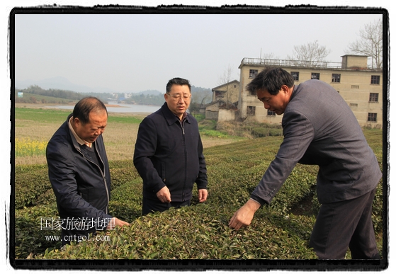 婺源縣茶業(yè)局積極組織茶技人員到中云、鎮(zhèn)頭、清華、思口等重點(diǎn)產(chǎn)茶鄉(xiāng)鎮(zhèn)，深入茶園地塊、名優(yōu)茶加工廠開展技術(shù)服務(wù)。